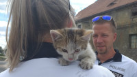 policie kotě